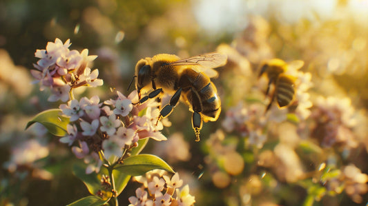 Närbild på ett bi som samlar nektar från ljusrosa blommor i gyllene kvällsljus – en symbol för pollineringens betydelse i naturen.
