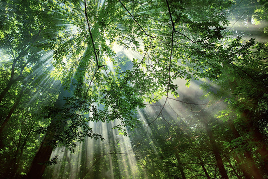 Solljus som silas genom lövverket i en grönskande skog – en lugnande naturupplevelse som främjar återhämtning och välbefinnande.