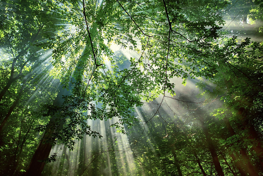 Solljus som silas genom lövverket i en grönskande skog – en lugnande naturupplevelse som främjar återhämtning och välbefinnande.